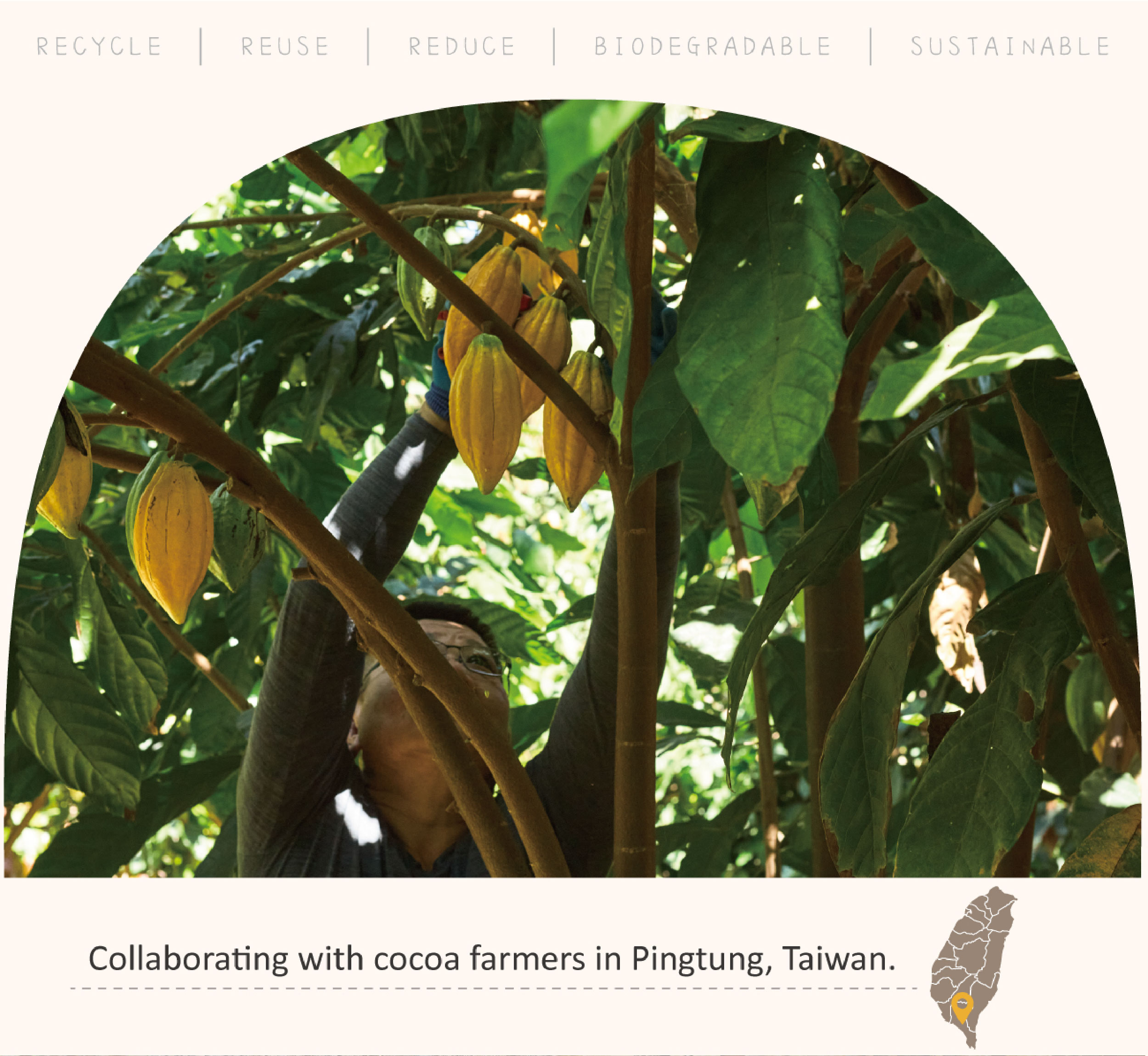 collaborating with cocoa farmers in Pintung,Taiwan
